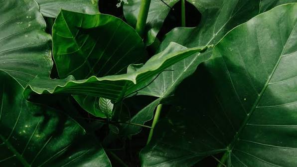 Plant Sterols